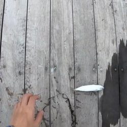 根魚釣り（ホテルニューアワジ系列の夢泉景別荘　天原にて）